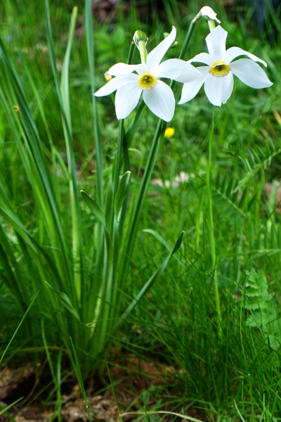 Zwei silbrig-weiße Dichternarzissen